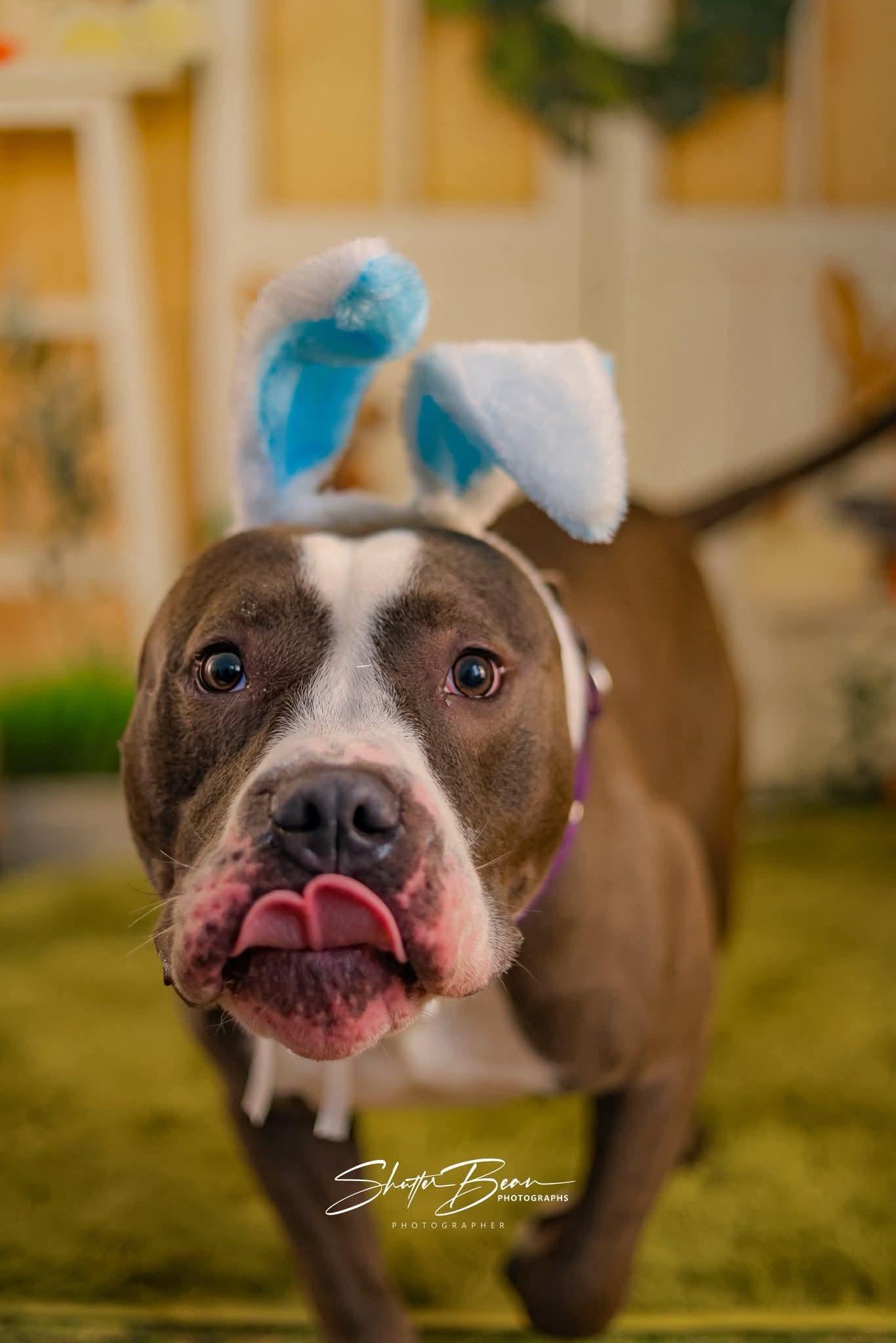 Bluey, an adopted mixed breed in Greensburg, PA image 1/6