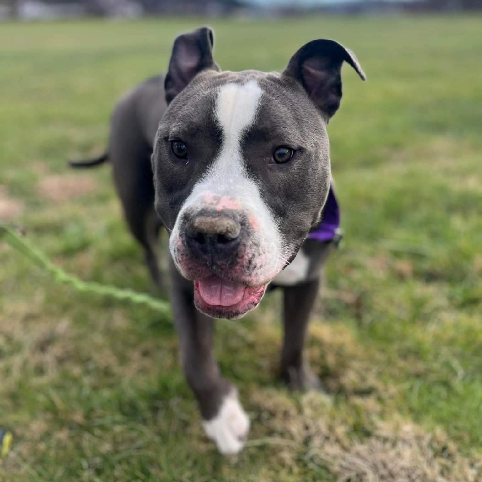 Bluey, an adopted mixed breed in Greensburg, PA image 2/6