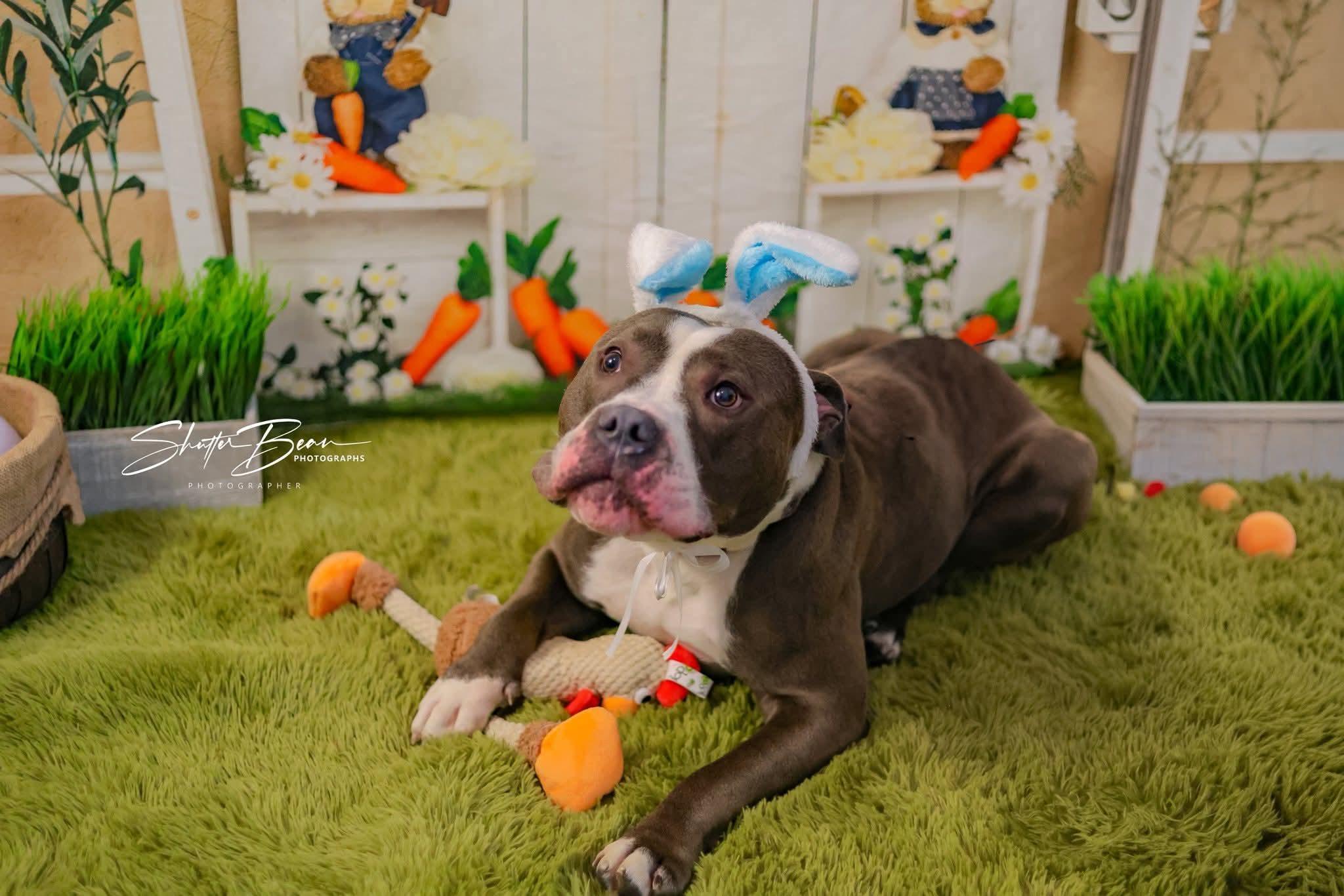 Bluey, an adopted mixed breed in Greensburg, PA image 3/6