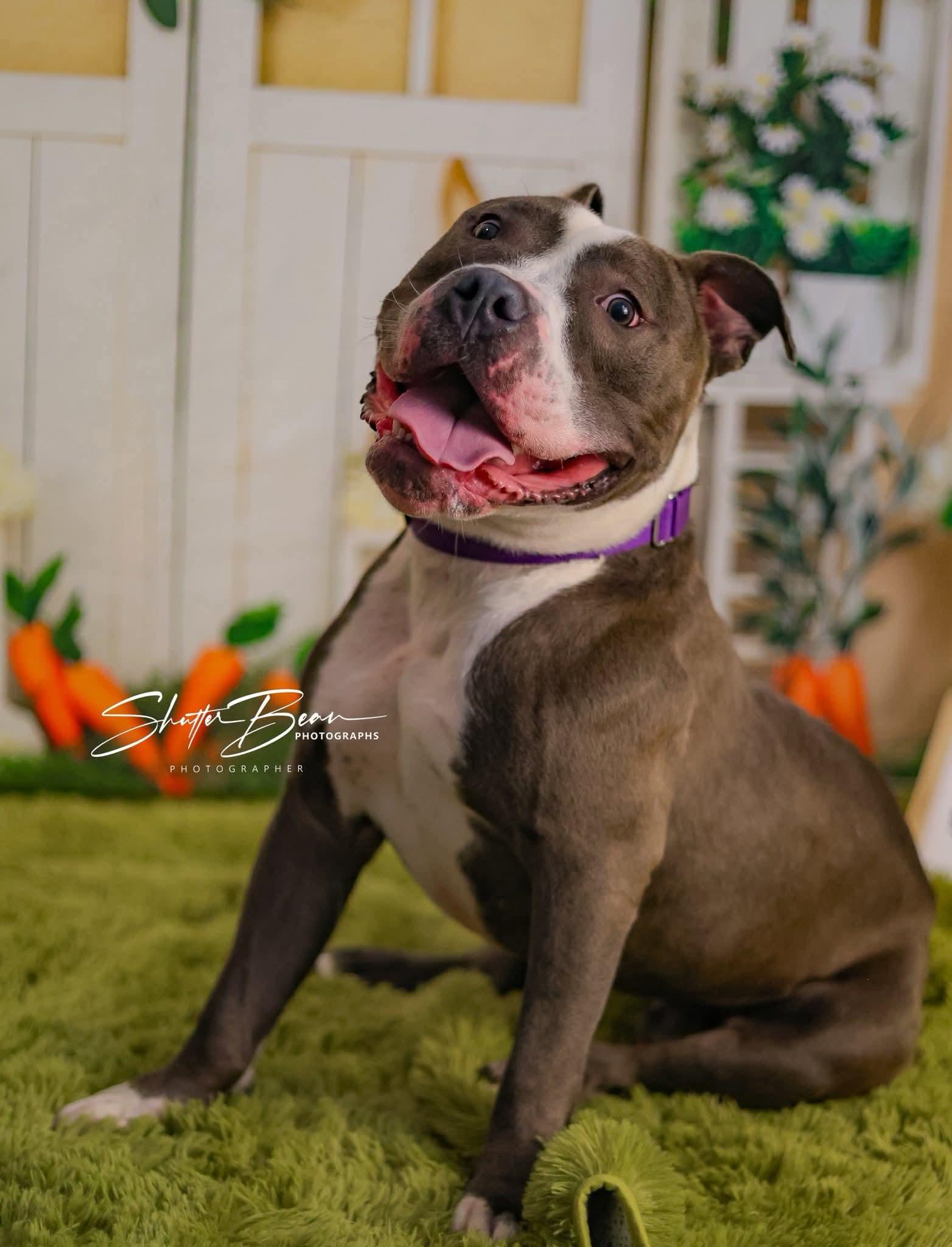 Bluey, an adopted mixed breed in Greensburg, PA image 4/6
