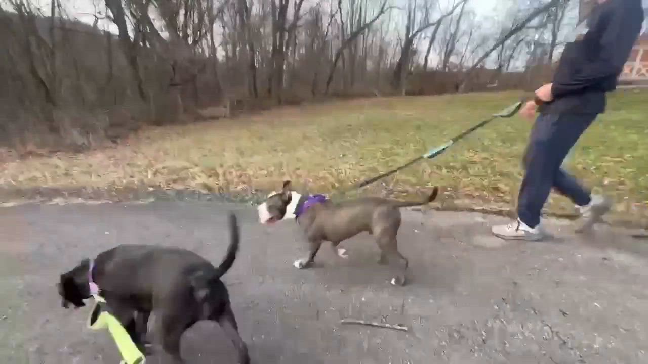 Enlarge Bluey, an adopted mixed breed in Greensburg, PA video 6/6