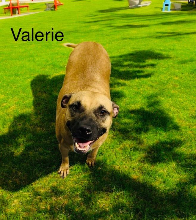 Valerie, Adoptable, Young Female Black Mouth Cur.