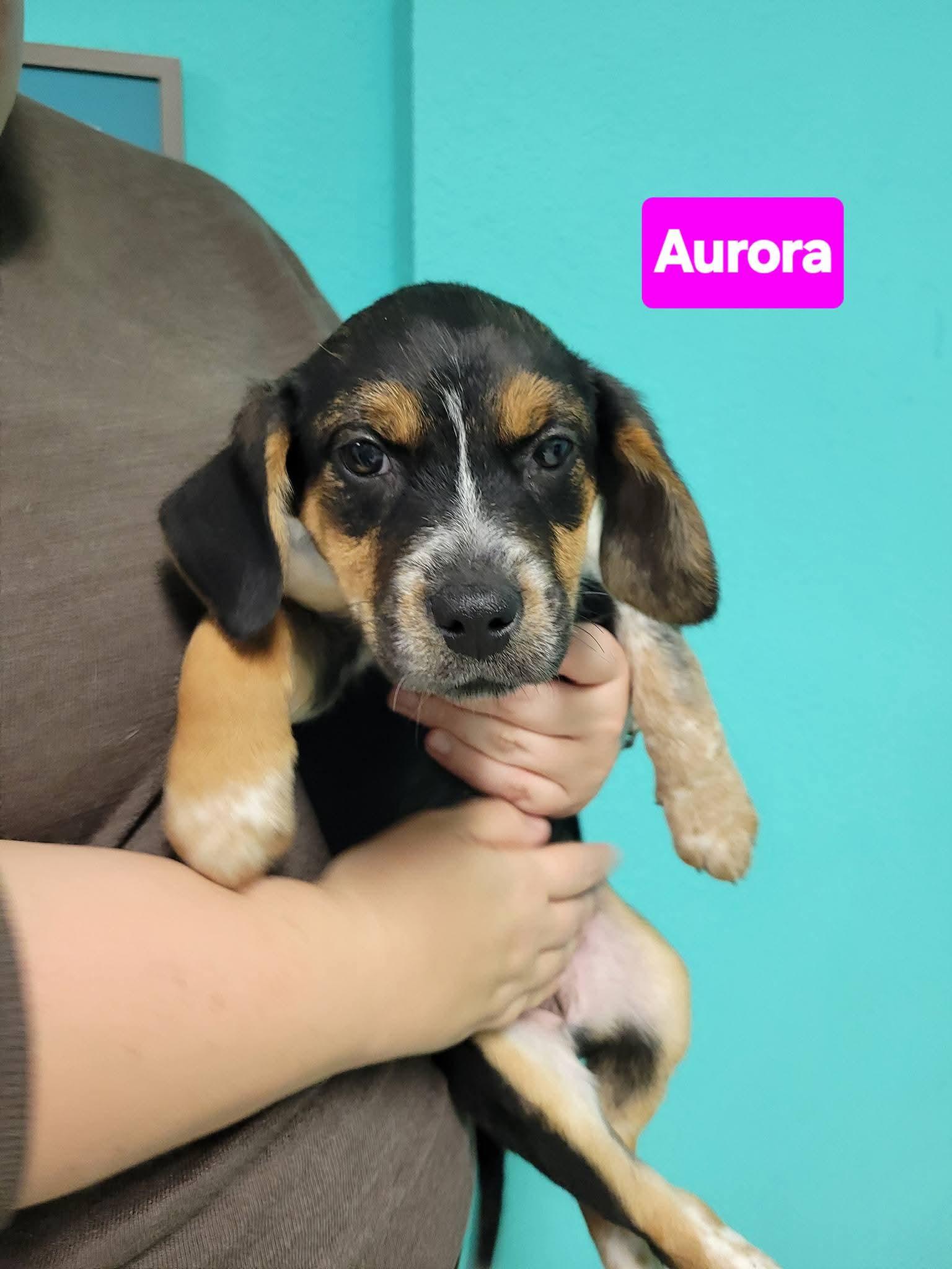 Enlarge Aurora, a ADOPTABLE mixed breed in VANDALIA, IL image 2/2