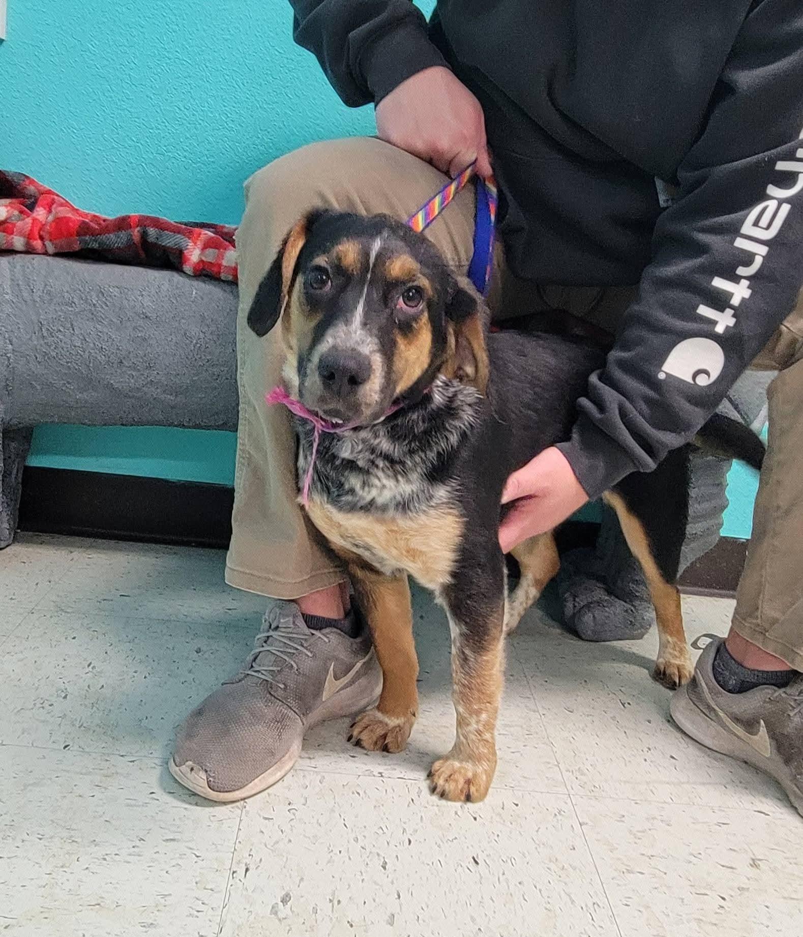 Aurora, ADOPTABLE, Puppy Female Beagle & Australian Shepherd.