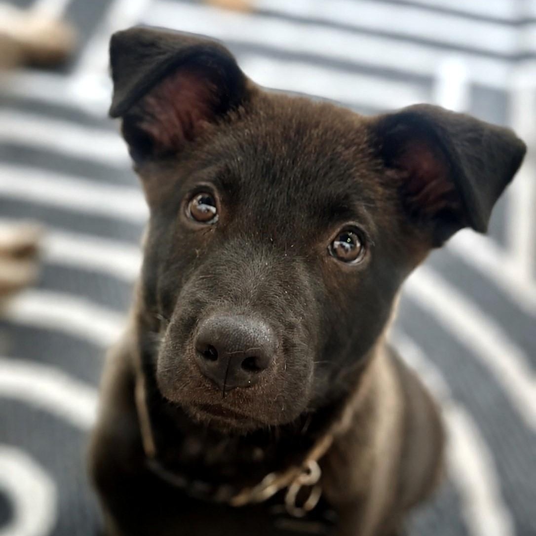 Enlarge Clutch, a ADOPTABLE mixed breed in Helena, AL image 2/6