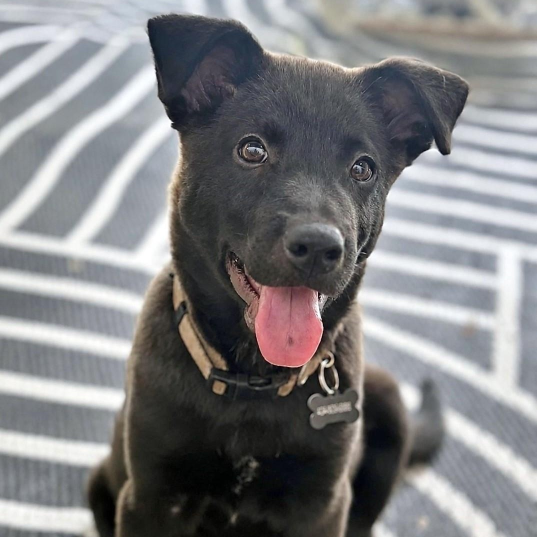 Clutch, ADOPTABLE, Puppy Male Border Collie & Shepherd.