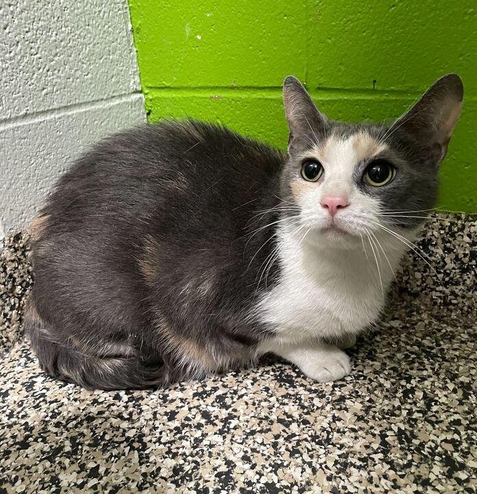 Enlarge Titi, a ADOPTABLE Domestic Short Hair in Jackson, MI image 3/6