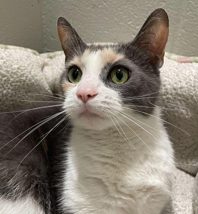 Titi, ADOPTABLE, Adult Female Domestic Short Hair.