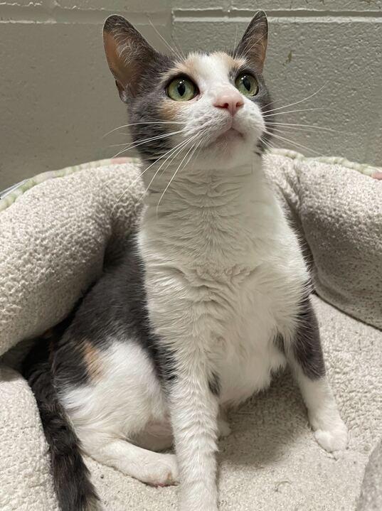 Titi, a ADOPTABLE Domestic Short Hair in Jackson, MI image 5/6