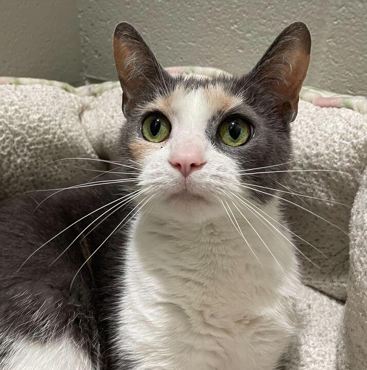 Titi, a ADOPTABLE Domestic Short Hair in Jackson, MI image 2/6