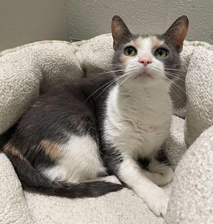 Titi, a ADOPTABLE Domestic Short Hair in Jackson, MI image 3/6