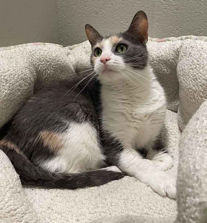 Titi, a ADOPTABLE Domestic Short Hair in Jackson, MI image 4/6