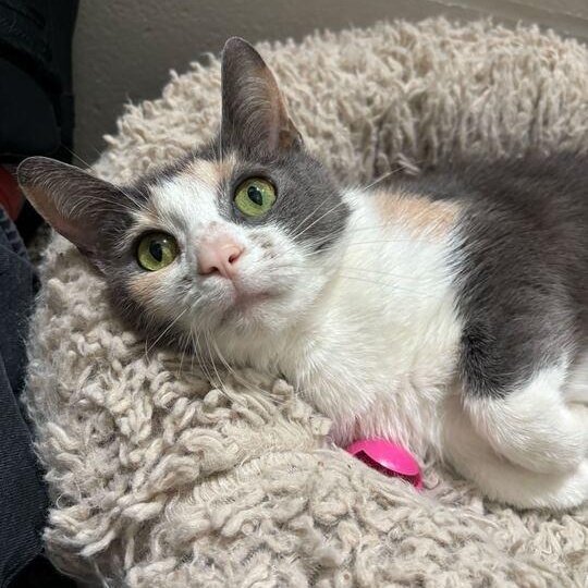 Enlarge Titi, a ADOPTABLE Domestic Short Hair in Jackson, MI image 5/6