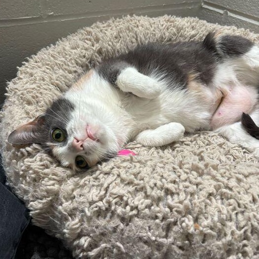 Enlarge Titi, a ADOPTABLE Domestic Short Hair in Jackson, MI image 6/6