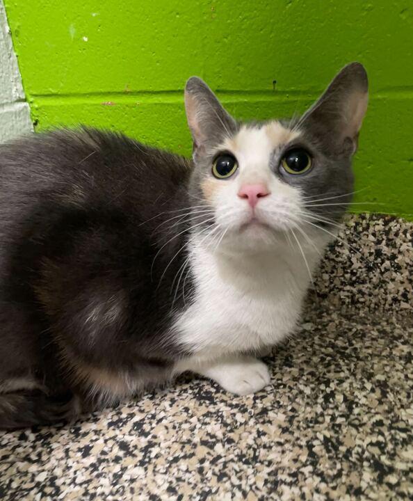 Enlarge Titi, a ADOPTABLE Domestic Short Hair in Jackson, MI image 2/6