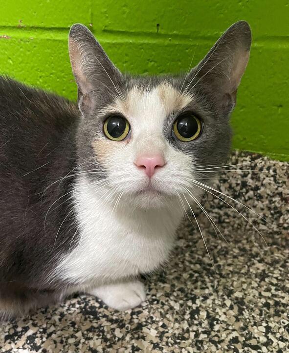 Titi, ADOPTABLE, Adult Female Domestic Short Hair.