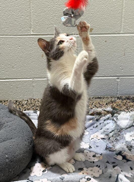 Enlarge Titi, a ADOPTABLE Domestic Short Hair in Jackson, MI image 4/6