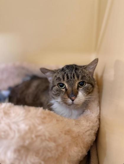 Enlarge GABRIEL, a Adoptable mixed breed in Clarks Summit, PA image 1/1