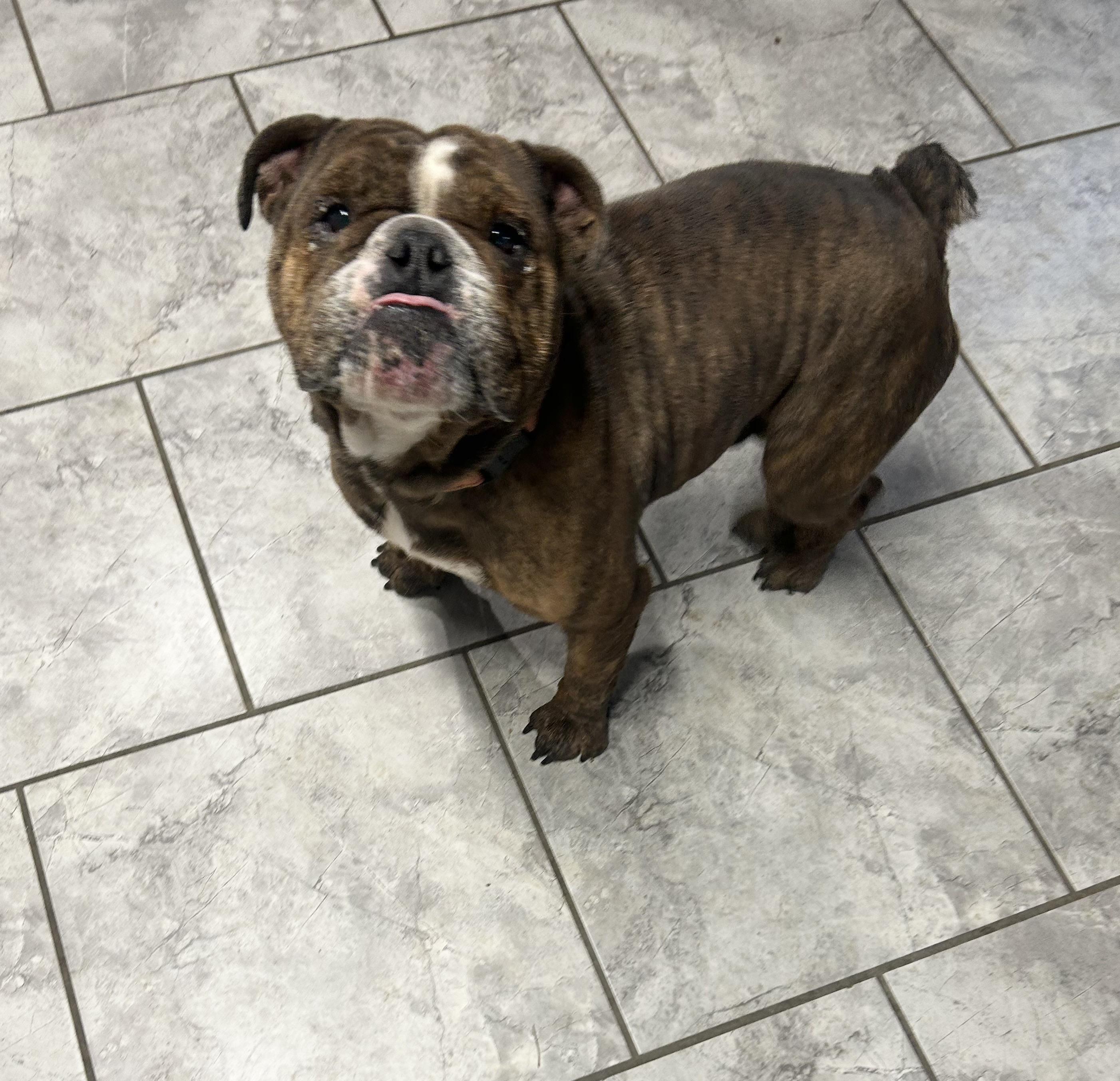 Enlarge Maui, a ADOPTABLE English Bulldog in Pittsburgh, PA image 2/2