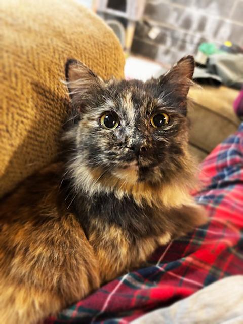 Divinity Fluff, adopted, Kitten Female Domestic Long Hair.