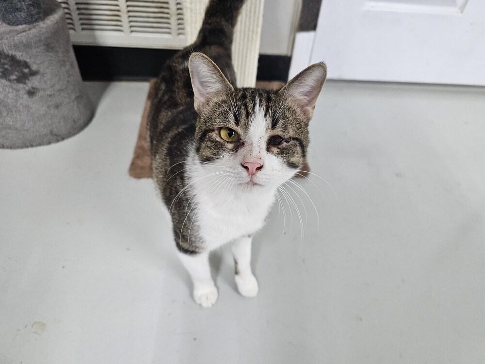 Paxton, Adoptable, Adult Male Domestic Short Hair.