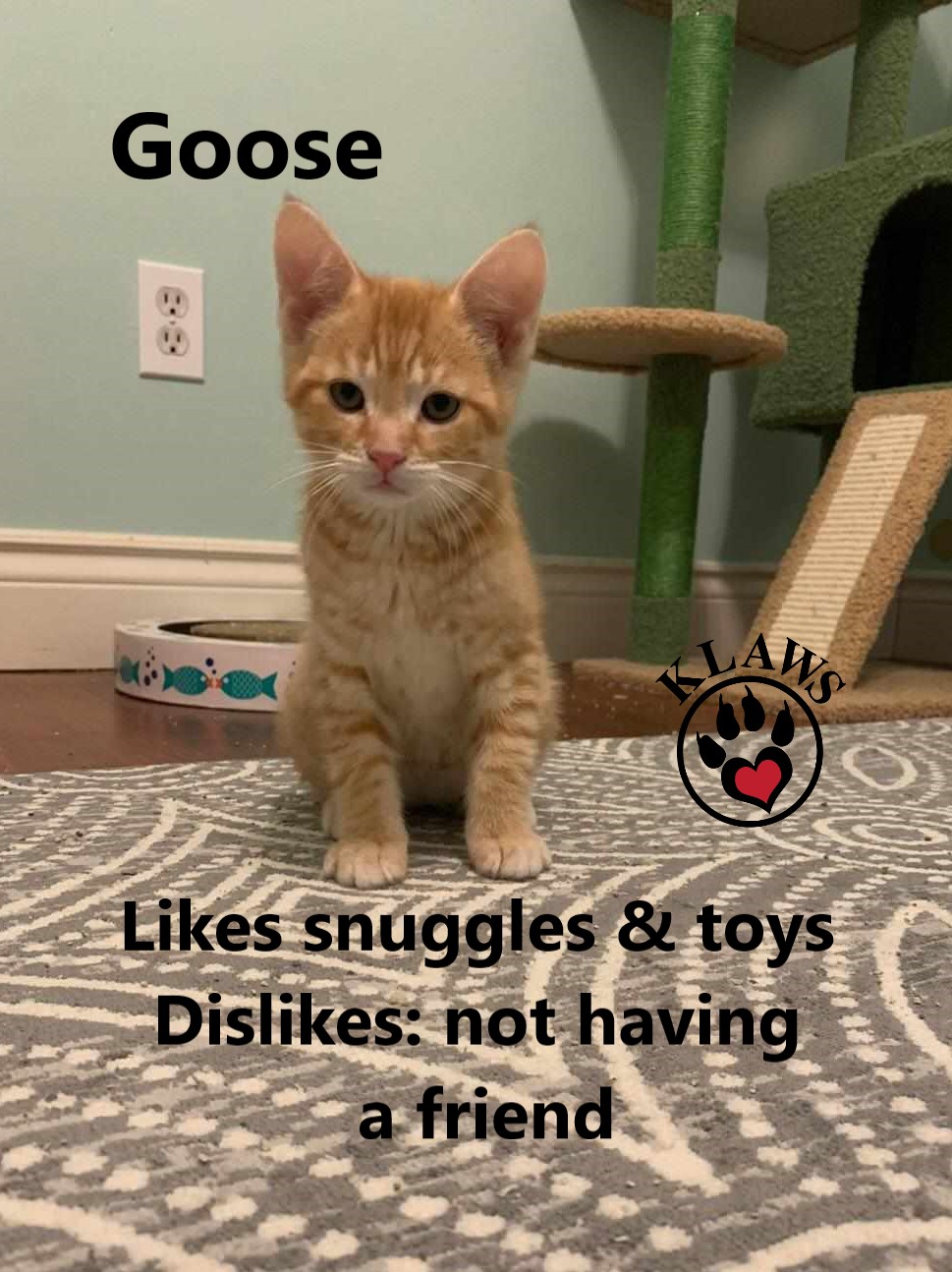 Goose, Adopted, Kitten Male Domestic Short Hair.