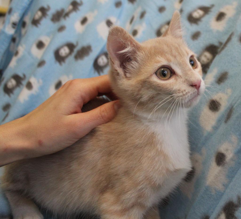 Enlarge Chip, a Adopted mixed breed in Saint James, MN image 1/4