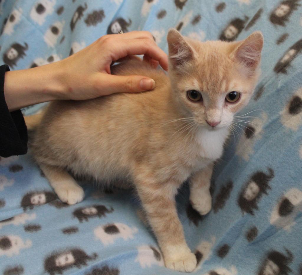 Enlarge Chip, a Adopted mixed breed in Saint James, MN image 2/4