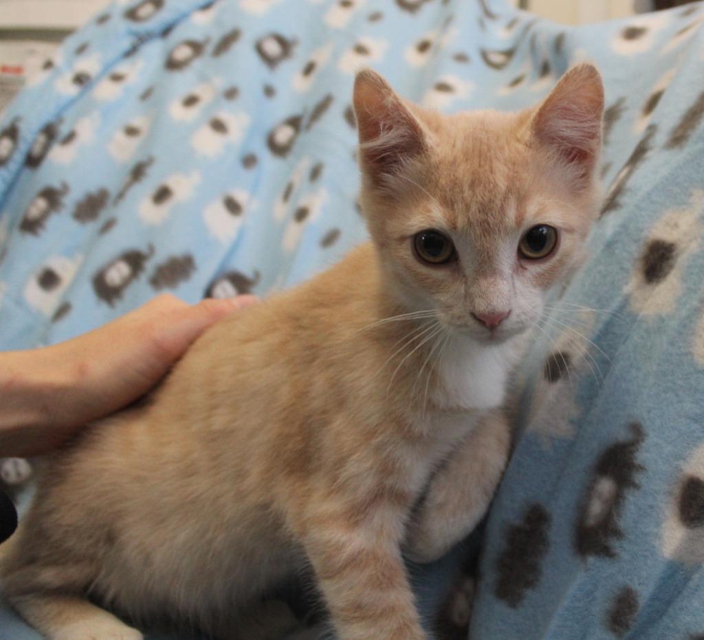 Enlarge Chip, a Adopted mixed breed in Saint James, MN image 3/4