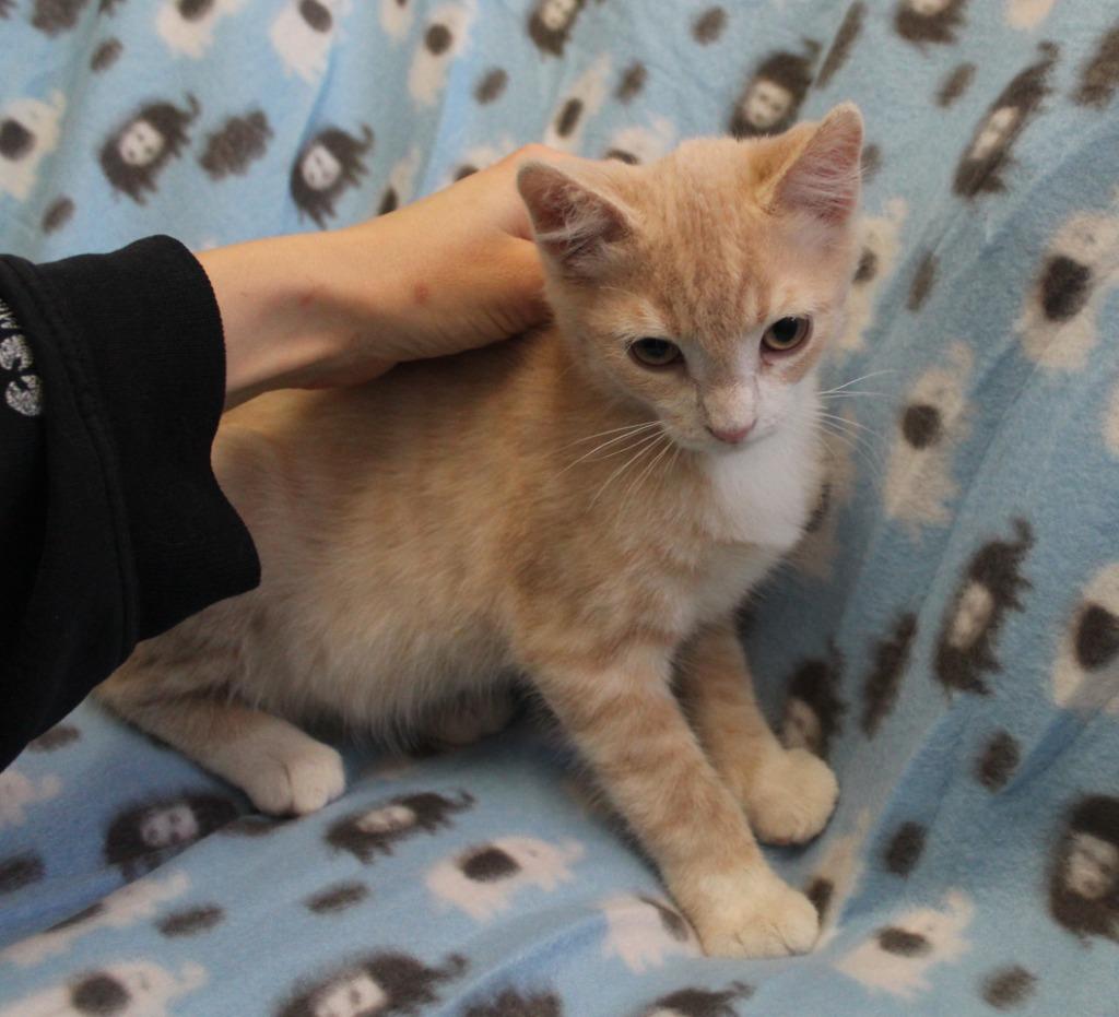 Enlarge Chip, a Adopted mixed breed in Saint James, MN image 4/4