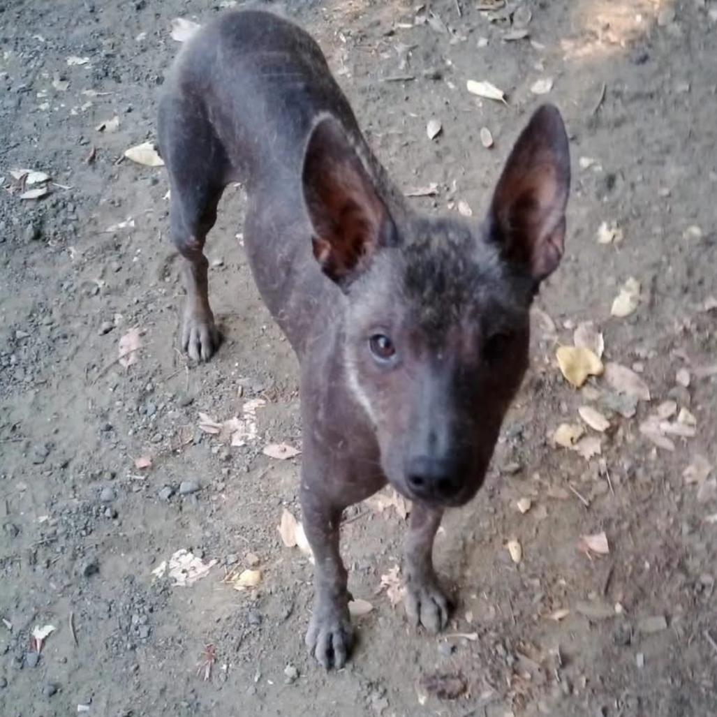 Benny, Adoptable, Adult Male Xoloitzcuintli / Mexican Hairless.