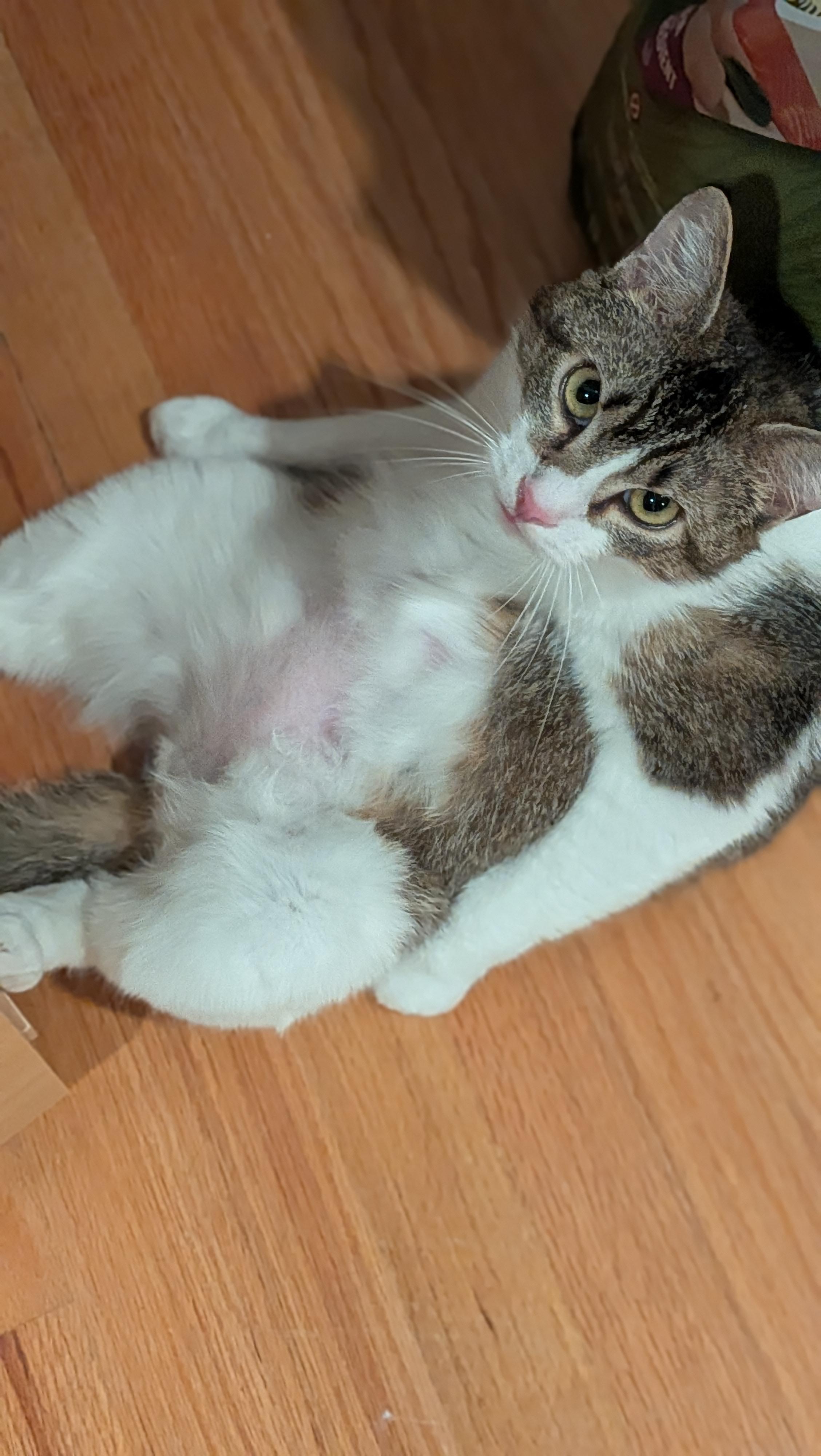 Buddy aka Big Hiss, adopted, Adult Male Domestic Short Hair.