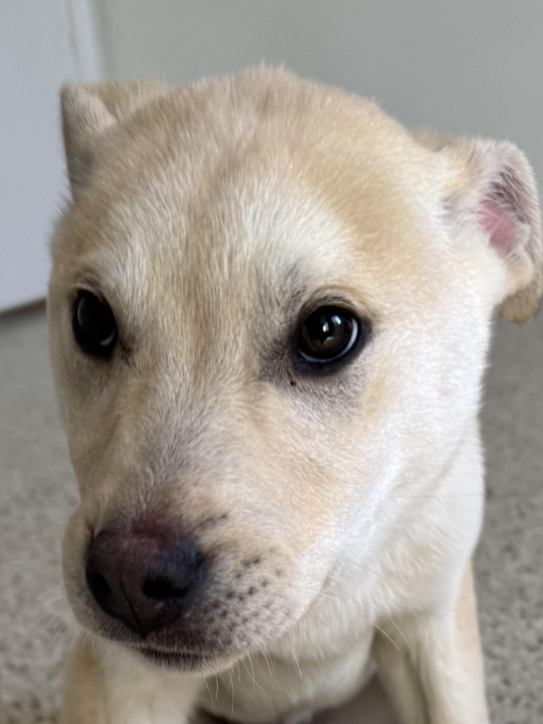 Enlarge Sprout, an adopted mixed breed in Buffalo, MN image 1/1