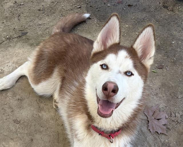 Enlarge ANDY, a Adoptable Siberian Husky in Ojai, CA image 1/1