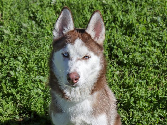 ANDY, Adoptable, Young Male Husky.