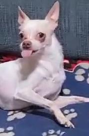 Enlarge Lil Willie (See Lilly), an adopted mixed breed in Mechanicsville, MD image 6/6