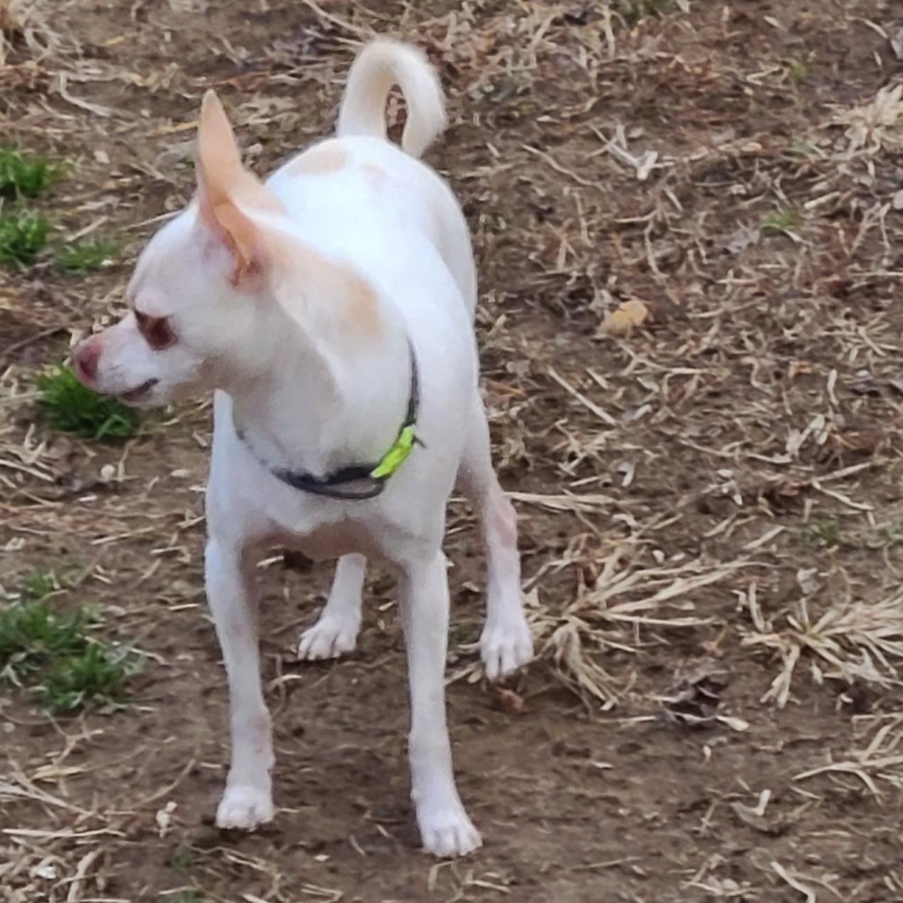 Enlarge Lil Willie (See Lilly), an adopted mixed breed in Mechanicsville, MD image 4/6