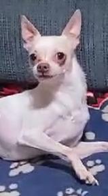 Lil Willie, ADOPTABLE, Young Male Chihuahua.