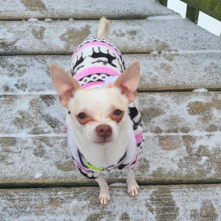 Enlarge Lil Willie (See Lilly), an adopted mixed breed in Mechanicsville, MD image 3/6