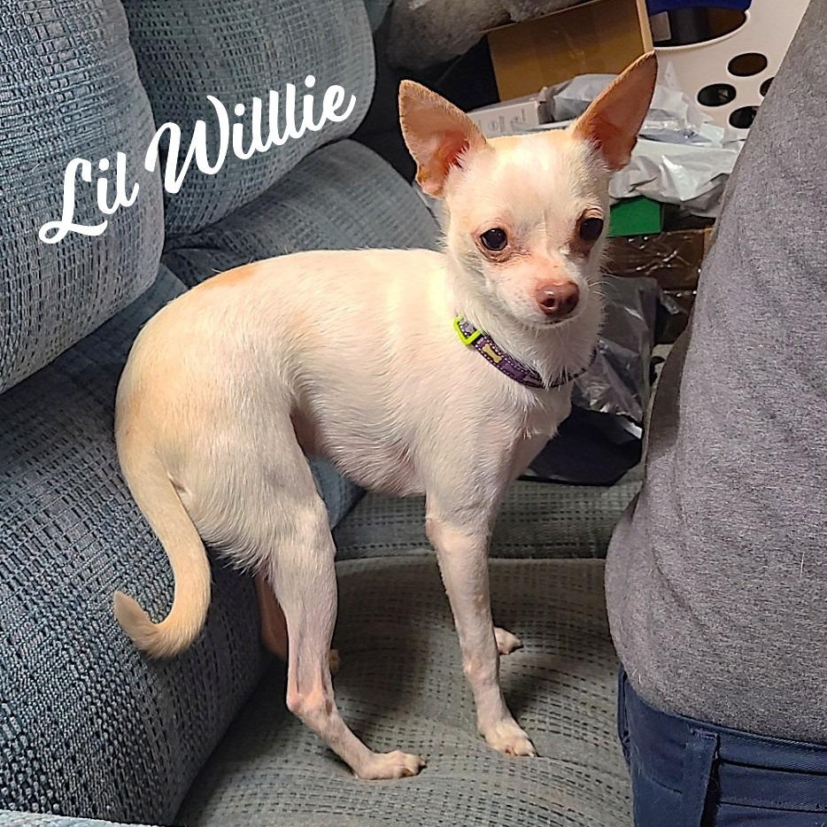 Enlarge Lil Willie (See Lilly), an adopted mixed breed in Mechanicsville, MD image 1/6