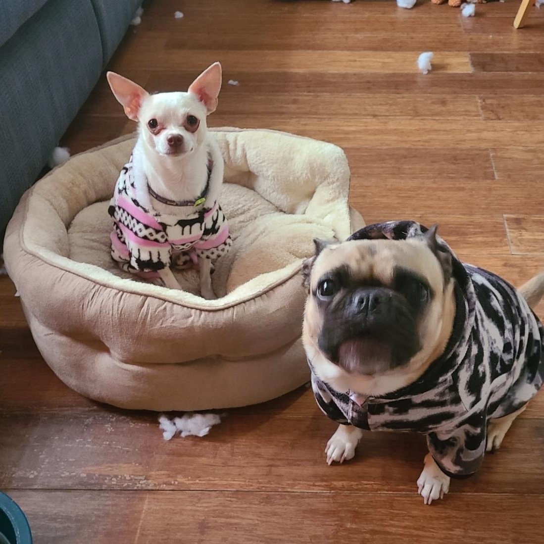 Enlarge Lil Willie (See Lilly), an adopted mixed breed in Mechanicsville, MD image 5/6