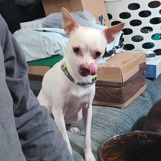 Enlarge Lil Willie (See Lilly), an adopted mixed breed in Mechanicsville, MD image 2/6