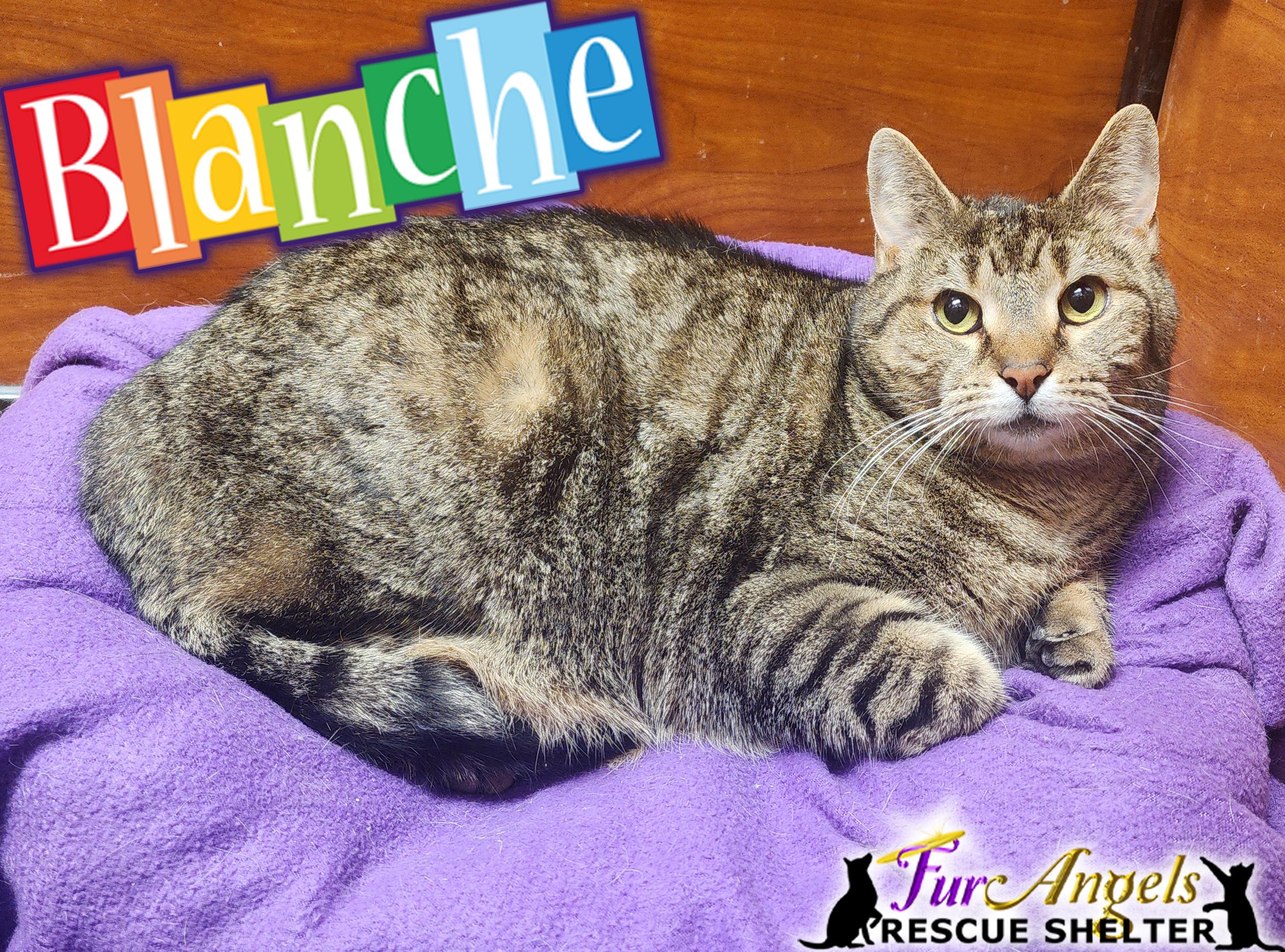 Blanche, adopted, Young Female Domestic Short Hair.
