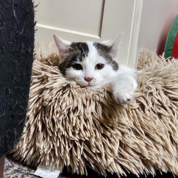 Smore, ADOPTABLE, Kitten Female Domestic Short Hair.