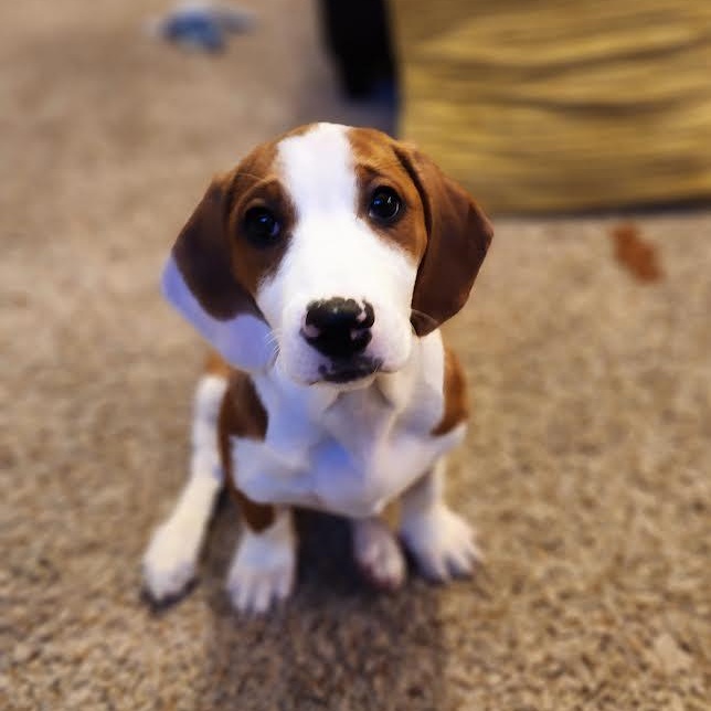 Enlarge Acadia, an adopted mixed breed in Midlothian, VA image 5/5