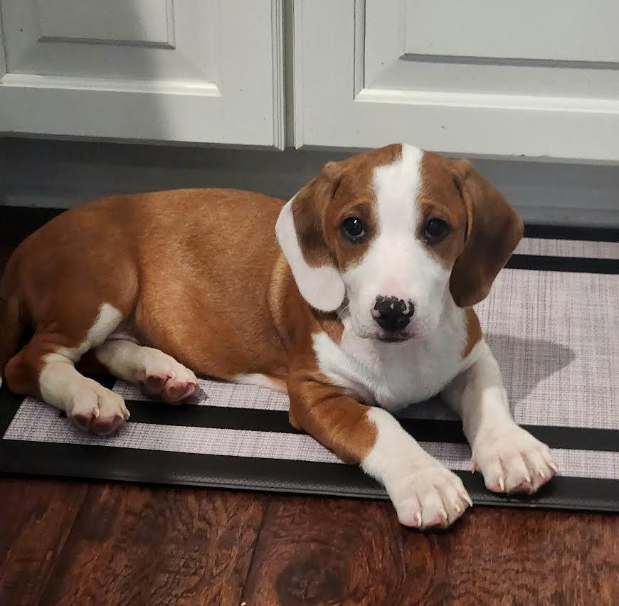 Enlarge Acadia, an adopted mixed breed in Midlothian, VA image 2/5