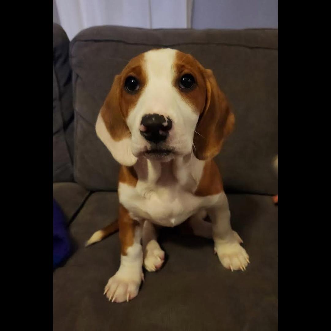Acadia, adopted, Puppy Female Basset Hound.