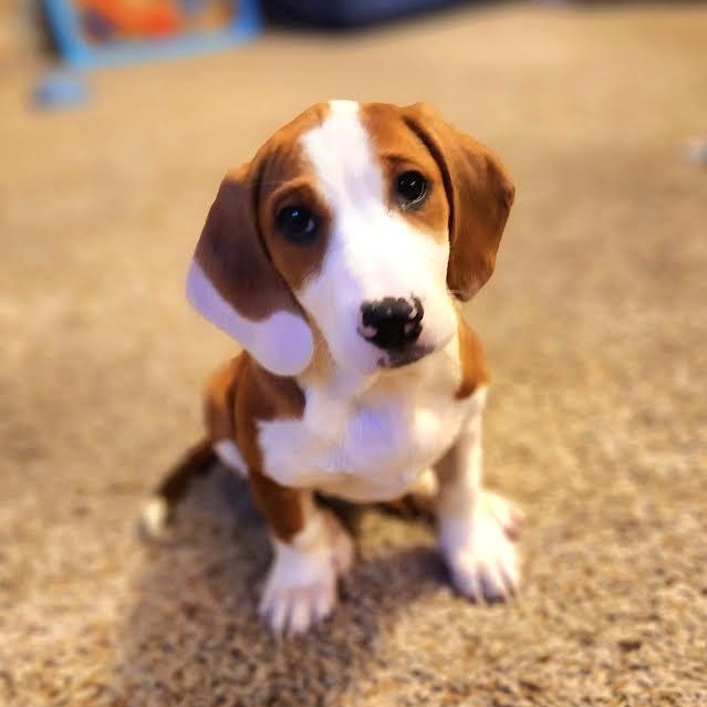 Enlarge Acadia, an adopted mixed breed in Midlothian, VA image 3/5