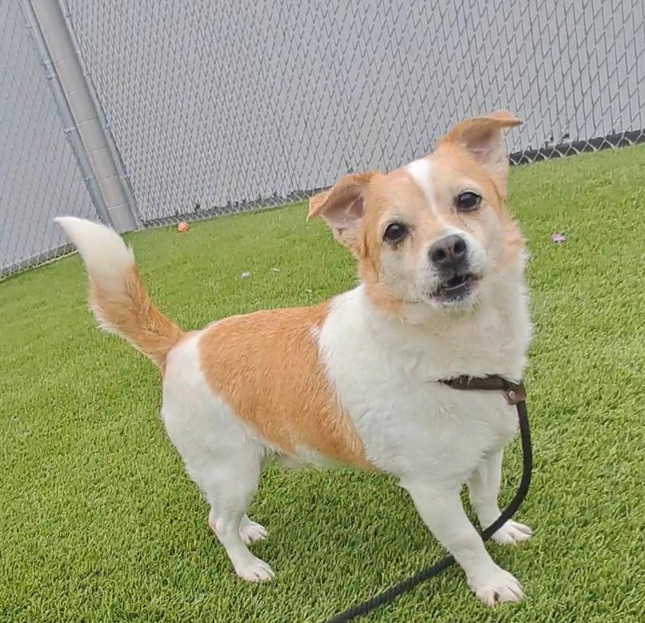 Benji, a Adoptable mixed breed in Frankfort, KY image 1/3