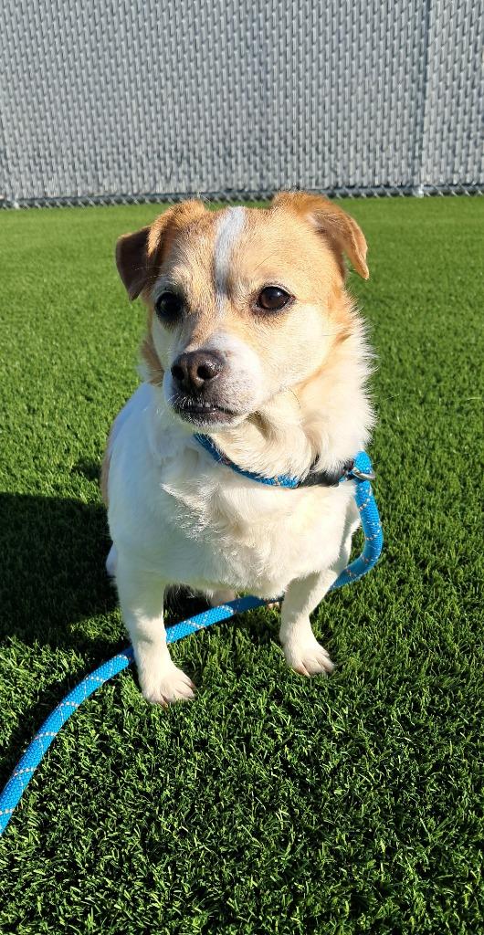 Benji, Adoptable, Adult Male Chihuahua & Corgi.